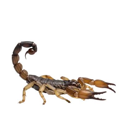 Imagen PNG para descargar